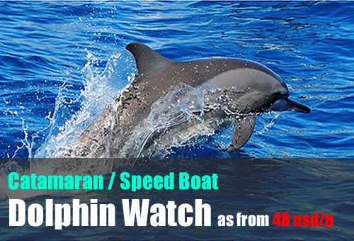 Watch dolphins in Mauritius